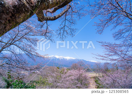 【桜素材】大草城址公園から見る桜と残雪の中央アルプス【長野県】 125308565