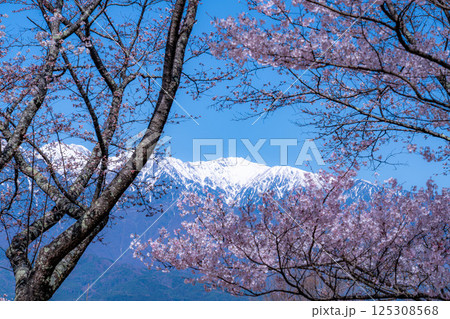 【桜素材】大草城址公園から見る桜と残雪の中央アルプス【長野県】 125308568