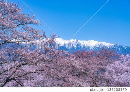 【桜素材】大草城址公園から見る桜と残雪の中央アルプス【長野県】 125308570