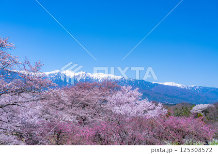 【桜素材】大草城址公園から見る桜と残雪の中央アルプス【長野県】 125308572
