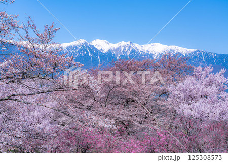 【桜素材】大草城址公園から見る桜と残雪の中央アルプス【長野県】 125308573