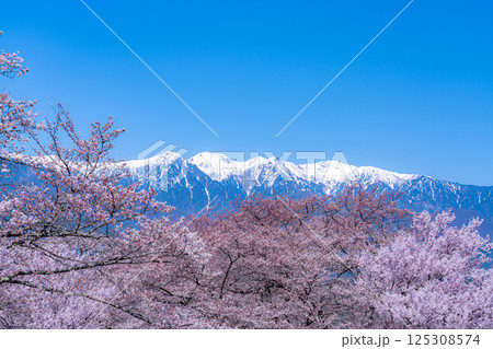 【桜素材】大草城址公園から見る桜と残雪の中央アルプス【長野県】 125308574