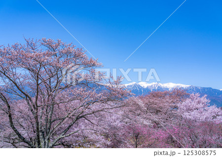 【桜素材】大草城址公園から見る桜と残雪の中央アルプス【長野県】 125308575