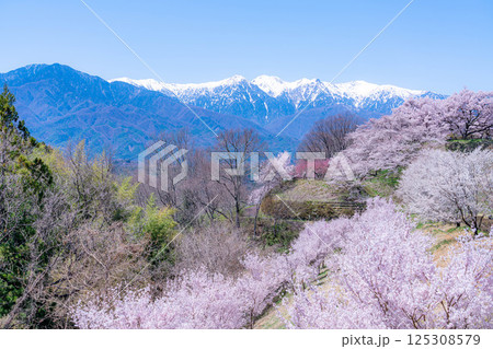 【桜素材】大草城址公園から見る桜と残雪の中央アルプス【長野県】 125308579