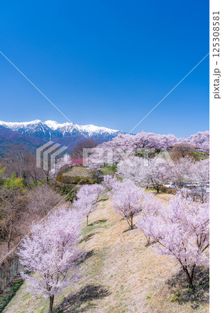 【桜素材】大草城址公園から見る桜と残雪の中央アルプス【長野県】 【桜素材】大草城址公園から見る桜と残雪の中央アルプス【長野県】 125308581