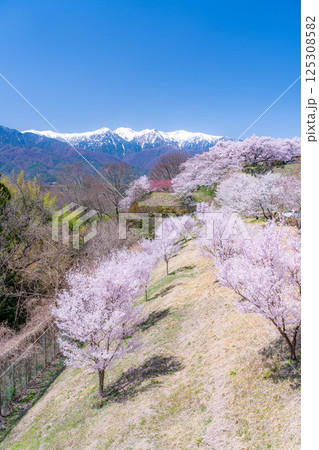 【桜素材】大草城址公園から見る桜と残雪の中央アルプス【長野県】 【桜素材】大草城址公園から見る桜と残雪の中央アルプス【長野県】 125308582