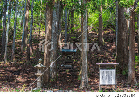 針葉樹林の中の小さな祠　おくやくし之社　長浜市 125308594