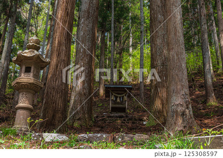 針葉樹林の中の小さな祠　おくやくし之社　長浜市 125308597