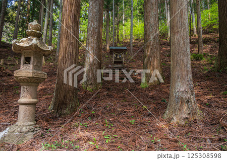 針葉樹林の中の小さな祠　おくやくし之社　長浜市 125308598