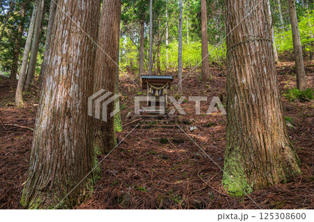 針葉樹林の中の小さな祠　おくやくし之社　長浜市 125308600