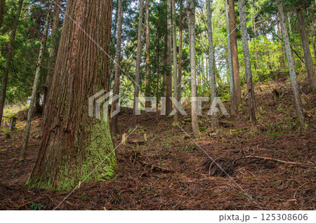 滋賀県湖北地方の針葉樹林　長浜市 125308606