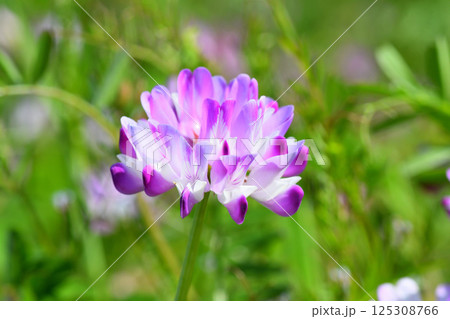 レンゲソウ 125308766