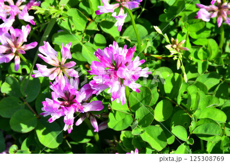 レンゲソウ 125308769