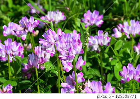 レンゲソウ 125308771