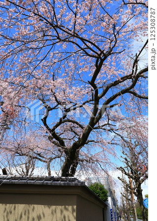 有栖川宮旧邸 枝垂れ桜 有栖川宮旧邸 枝垂れ桜 125308787