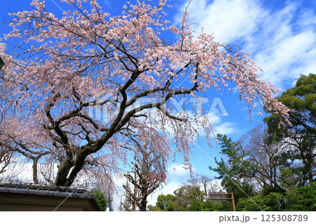 有栖川宮旧邸 枝垂れ桜 有栖川宮旧邸 枝垂れ桜 125308789