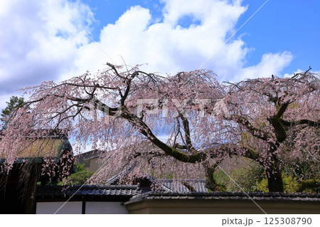 有栖川宮旧邸 枝垂れ桜 有栖川宮旧邸 枝垂れ桜 125308790