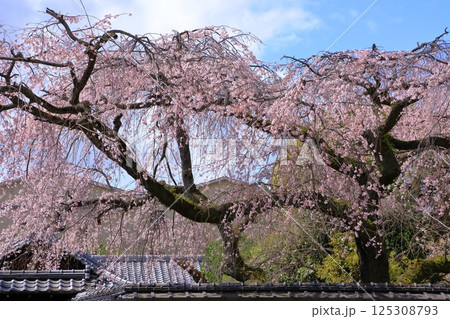 有栖川宮旧邸 枝垂れ桜 有栖川宮旧邸 枝垂れ桜 125308793