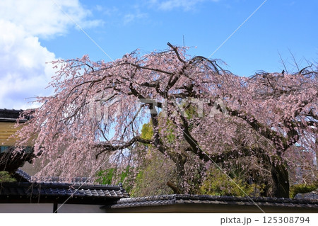 有栖川宮旧邸　枝垂れ桜 125308794