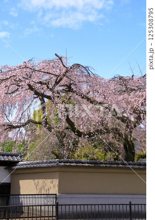 有栖川宮旧邸　枝垂れ桜 125308795