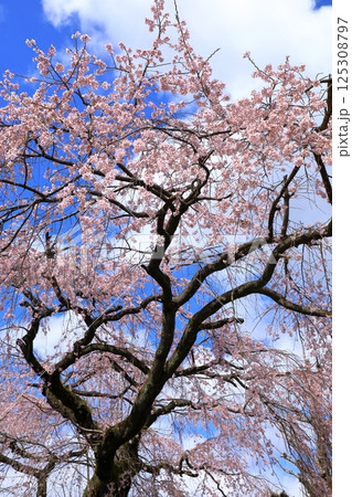 有栖川宮旧邸 枝垂れ桜 有栖川宮旧邸 枝垂れ桜 125308797