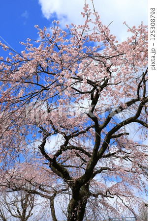 有栖川宮旧邸 枝垂れ桜 有栖川宮旧邸 枝垂れ桜 125308798