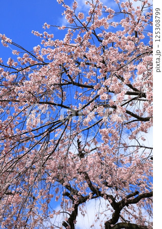 有栖川宮旧邸 枝垂れ桜 有栖川宮旧邸 枝垂れ桜 125308799
