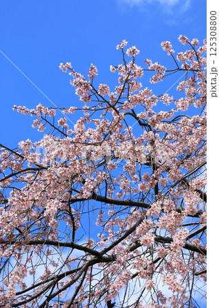有栖川宮旧邸 枝垂れ桜 有栖川宮旧邸 枝垂れ桜 125308800