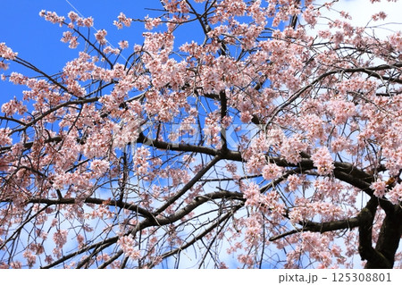有栖川宮旧邸　枝垂れ桜 125308801