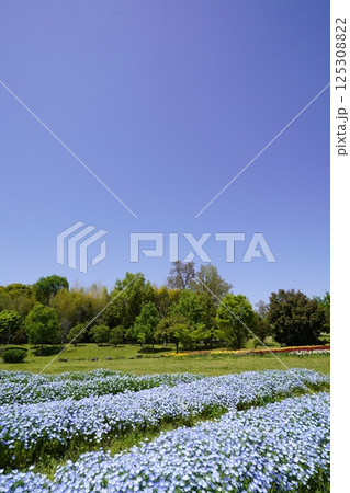 ネモフィラ畑と青空のある風景 125308822