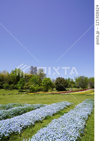 ネモフィラ畑と青空のある風景 125308824