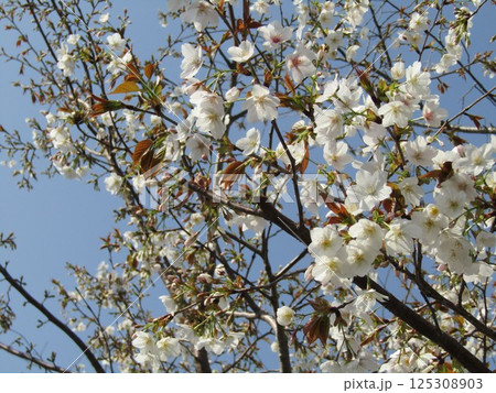 八分咲きのこじま花の会花畑桜並木のサクラ 八分咲きのこじま花の会花畑桜並木のサクラ 125308903