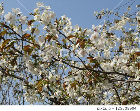葉桜になったこじま花の会花畑桜並木のサクラ 葉桜になったこじま花の会花畑桜並木のサクラ 125308904