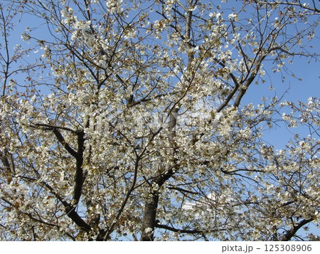 七分咲きのこじま花の会花畑桜並木のサクラ 125308906