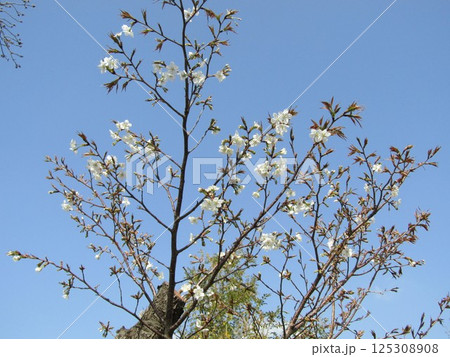 咲き始めたこじま花の会花畑桜並木のサクラ 咲き始めたこじま花の会花畑桜並木のサクラ 125308908