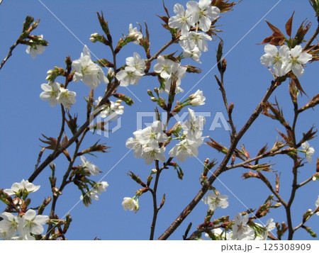 咲き始めたこじま花の会花畑桜並木のサクラ 咲き始めたこじま花の会花畑桜並木のサクラ 125308909