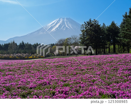 日本の春を象徴する風景と富士山と花（芝桜）の共演 125308985
