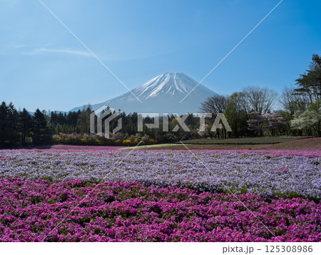 日本の春を象徴する風景と富士山と花（芝桜）の共演 125308986