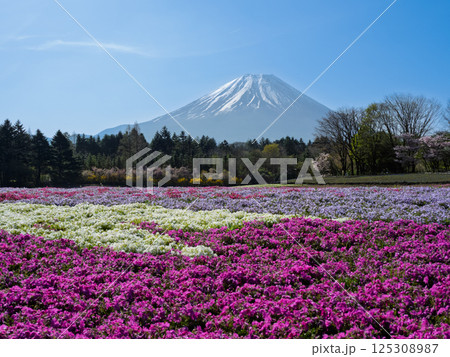 日本の春を象徴する風景と富士山と花(芝桜)の共演 日本の春を象徴する風景と富士山と花(芝桜)の共演 125308987