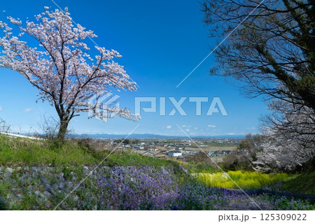 桜風景 桜風景 125309022