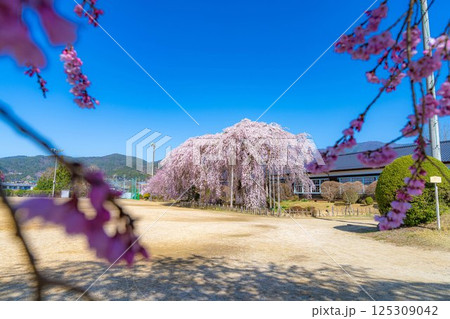 【南信州の桜】快晴の朝の杵原学校のしだれ桜【長野県】 125309042