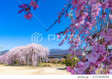 【南信州の桜】快晴の朝の杵原学校のしだれ桜【長野県】 125309046