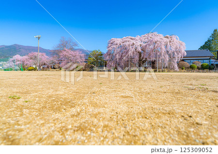 【南信州の桜】快晴の朝の杵原学校のしだれ桜【長野県】 125309052