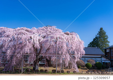 【南信州の桜】快晴の朝の杵原学校のしだれ桜【長野県】 125309057