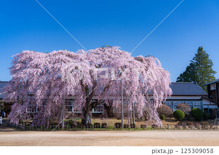 【南信州の桜】快晴の朝の杵原学校のしだれ桜【長野県】 125309058