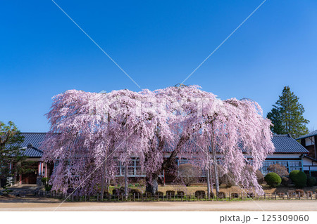 【南信州の桜】快晴の朝の杵原学校のしだれ桜【長野県】 【南信州の桜】快晴の朝の杵原学校のしだれ桜【長野県】 125309060