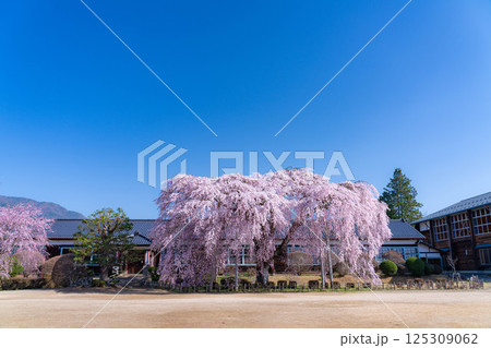 【南信州の桜】快晴の朝の杵原学校のしだれ桜【長野県】 125309062
