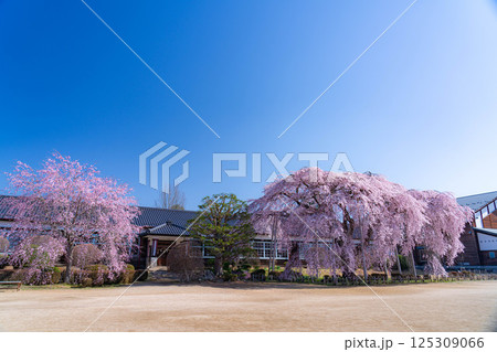 【南信州の桜】快晴の朝の杵原学校のしだれ桜【長野県】 【南信州の桜】快晴の朝の杵原学校のしだれ桜【長野県】 125309066