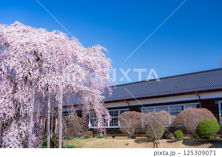 【南信州の桜】快晴の朝の杵原学校のしだれ桜【長野県】 125309071