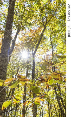 ブナの紅葉　秋色のイメージ(奥大山） 125309182
